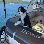 Motoryacht mieten Biograd Kroatien